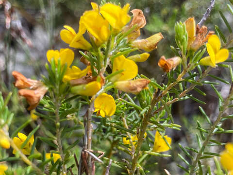 Imagem de Phyllota diffusa (Hook. fil.) F. Muell.