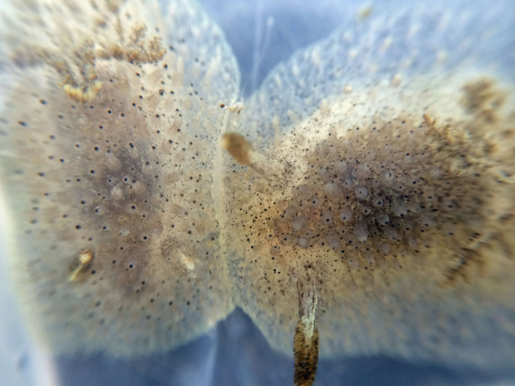 Image of Black and White Dorid