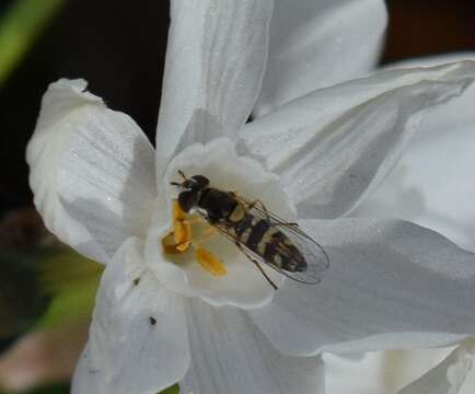 Image of Syrphid fly