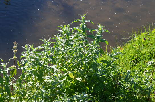 Imagem de Mentha longifolia var. asiatica (Boriss.) Rech. fil.