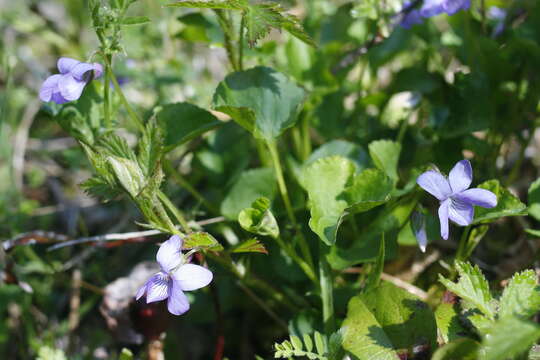 Image of Howell's violet