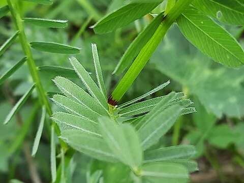 Imagem de Vicia abbreviata Spreng.