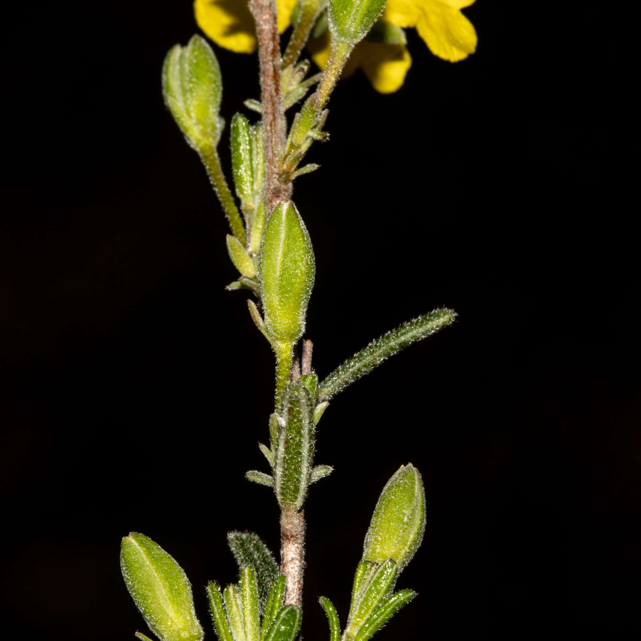 Plancia ëd Hibbertia australis N. A. Wakefield