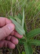 Image of oval-leaf milkweed