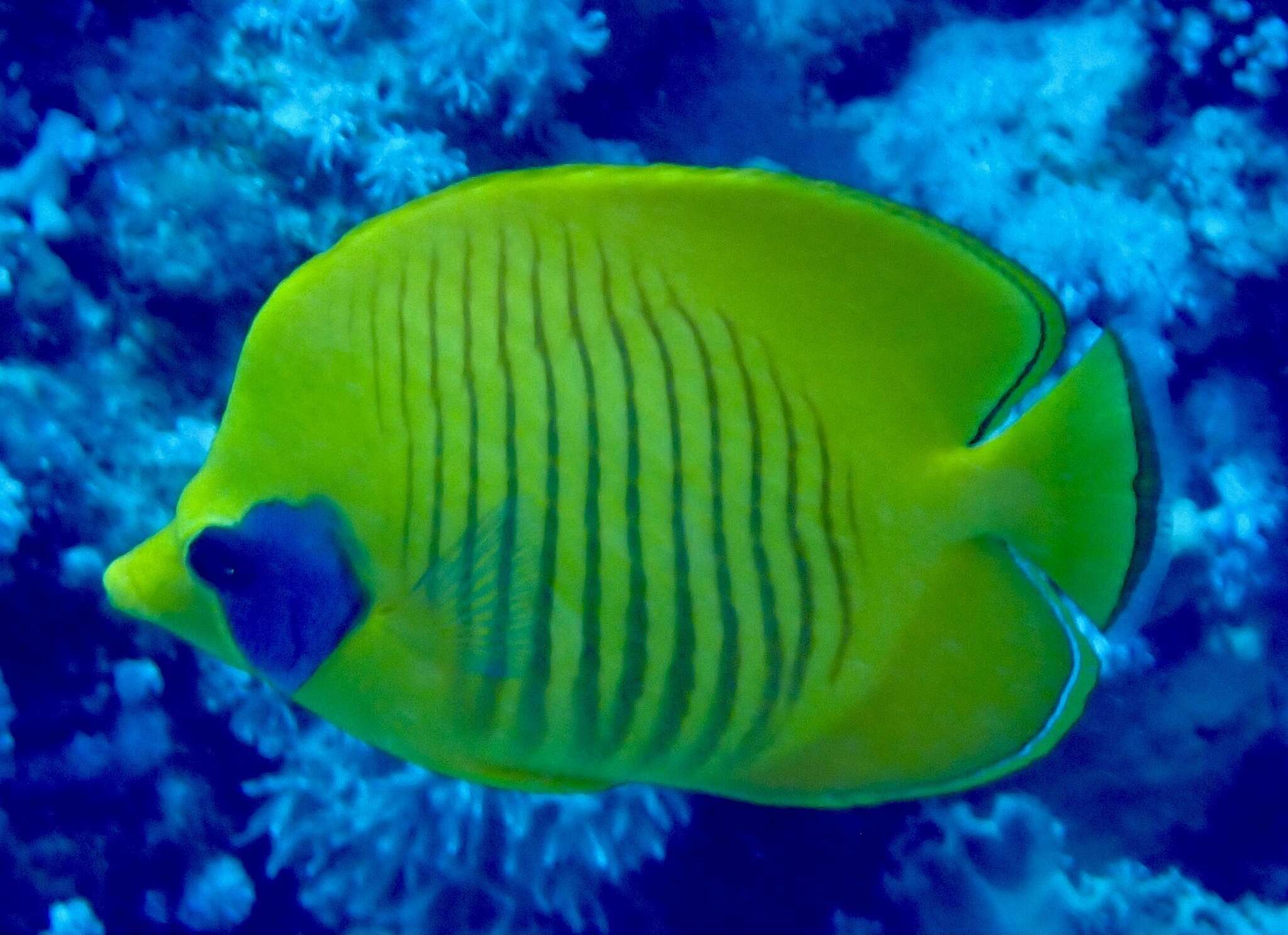 Image of Addis Butterflyfish