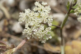 Image of Pimpinella cretica Poir.