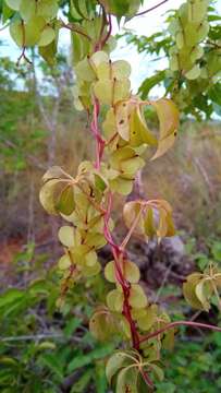 Image of Dioscorea bemarivensis Jum. & H. Perrier