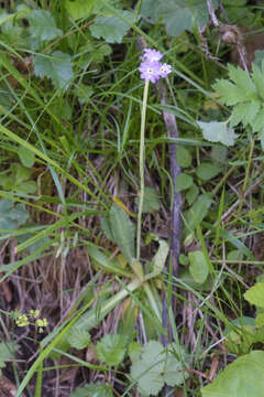 Image of Primula algida Adams