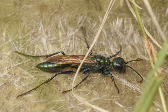 Image of Chlorion hemipyrrhum (Sichel 1863)