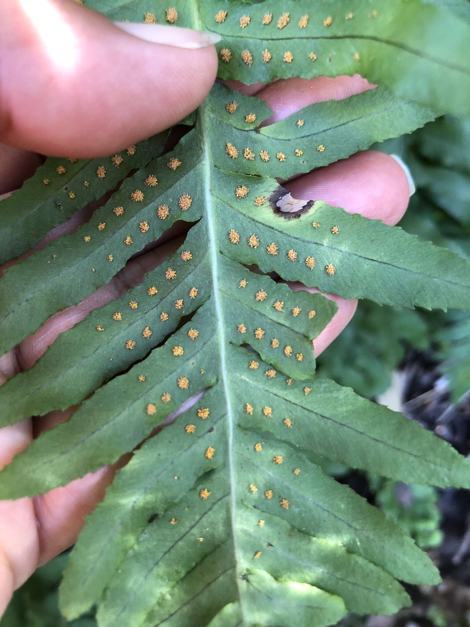 Polypodium calirhiza S. A. Whitmore & A. R. Smith的圖片