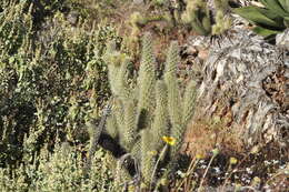 Image of Gander's buckhorn cholla