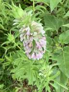 Monarda citriodora var. citriodora resmi