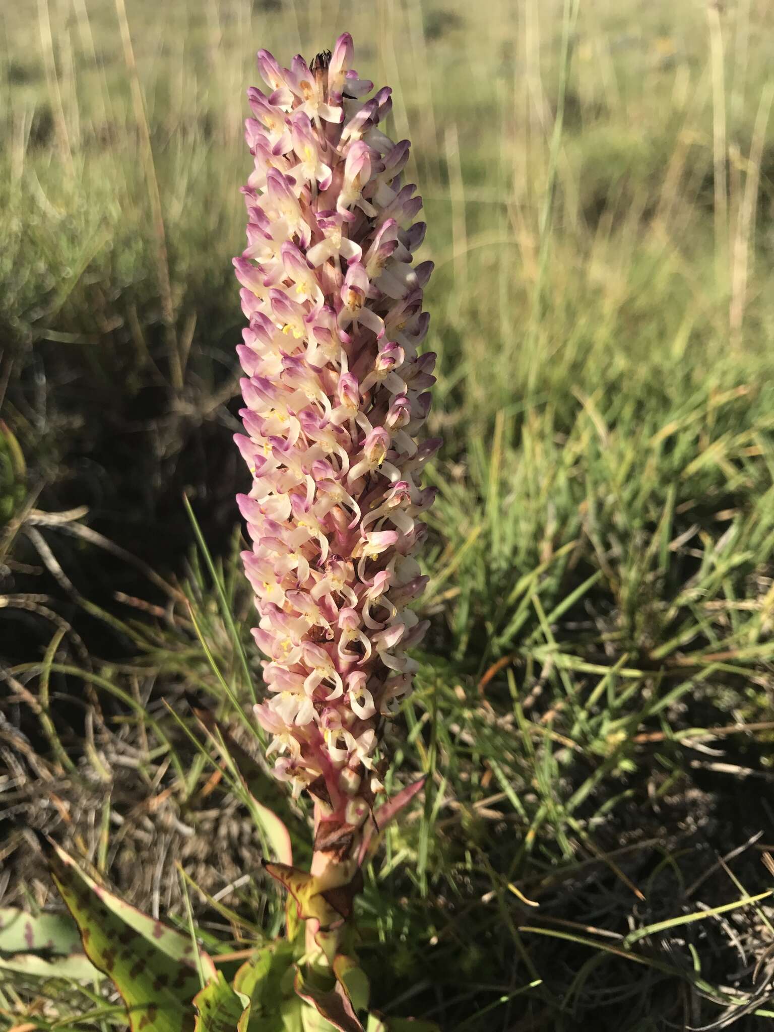 Image of Disa fragrans Schltr.