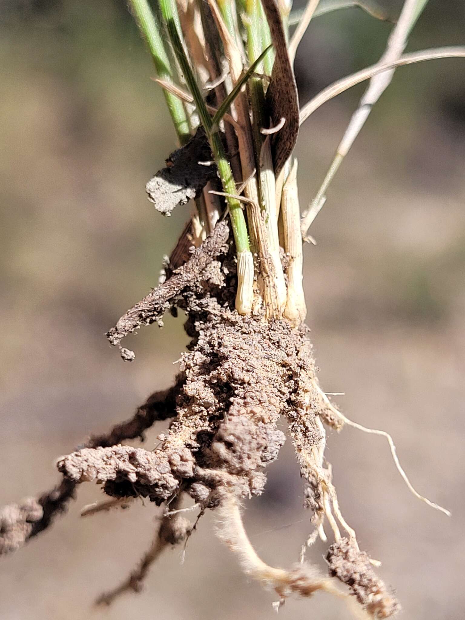 Image of Australian lovegrass