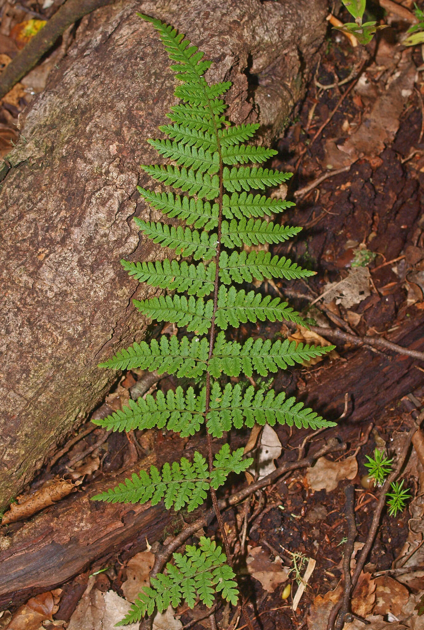 Image of Hypolepis rugosula subsp. rufobarbata (Colenso) Schwartsb.