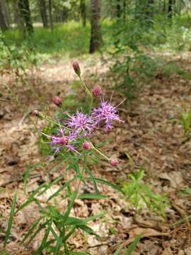 صورة Vernonia texana (A. Gray) Small