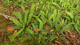 Austroblechnum durum (T. Moore) Gasper & V. A. O. Dittrich的圖片