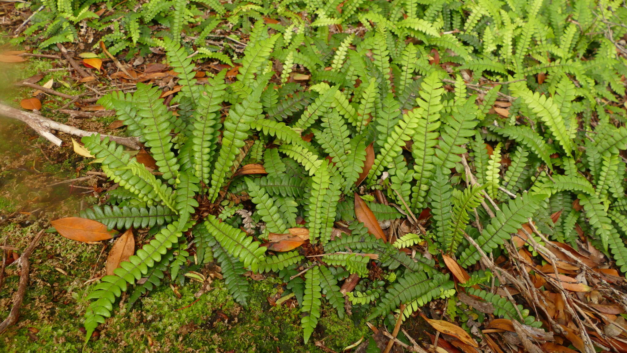 Austroblechnum durum (T. Moore) Gasper & V. A. O. Dittrich的圖片