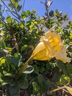 Plancia ëd Solandra longiflora (Britton & Wilson) Tussac