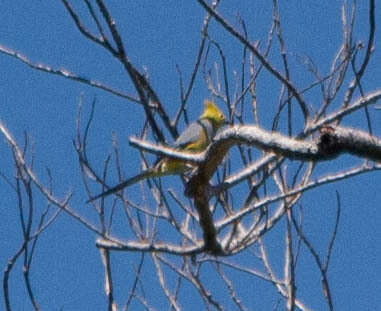 Image of Long-tailed Silky-flycatcher