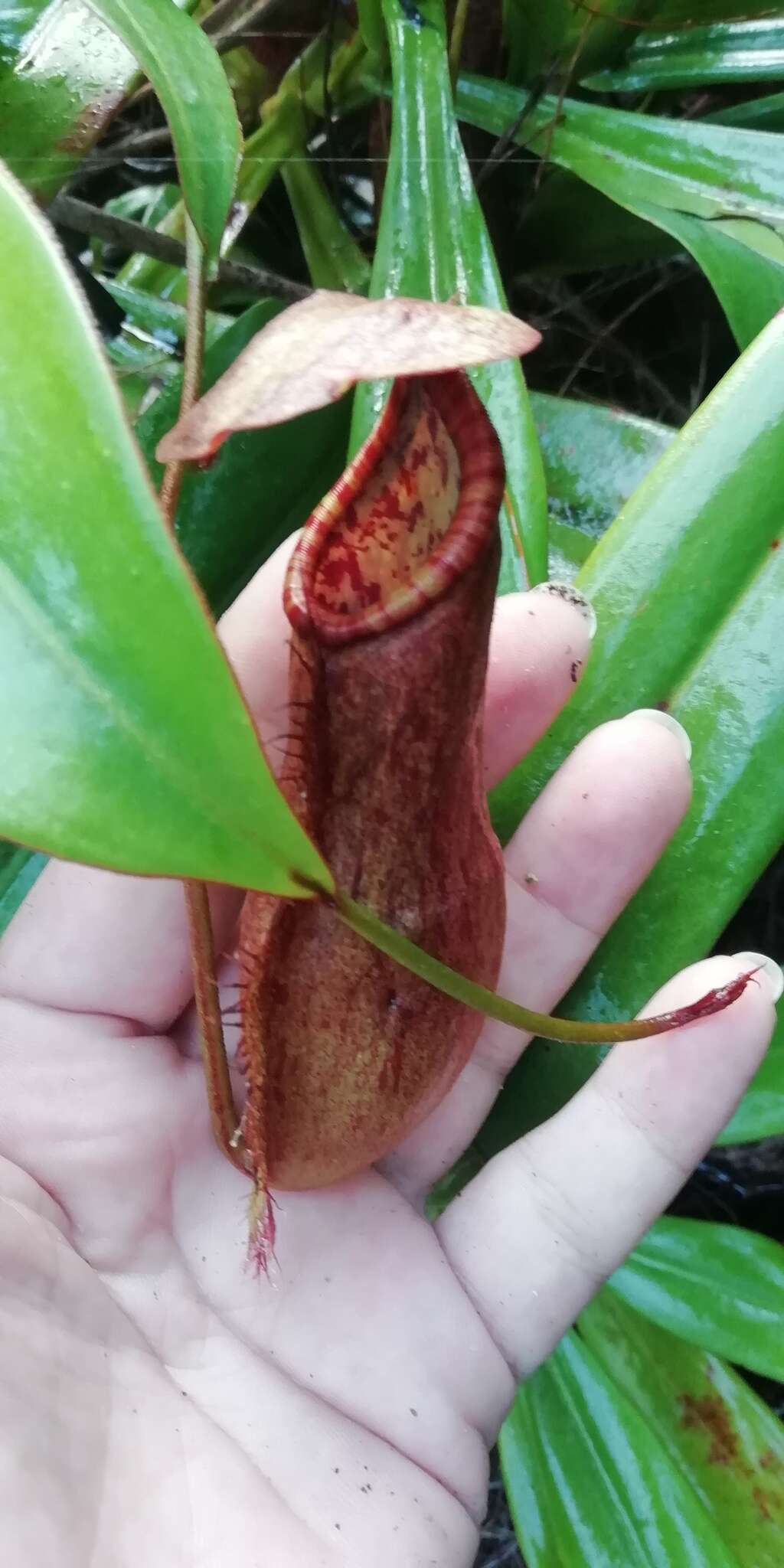 Image of Nepenthes philippinensis Macfarl.