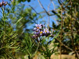 Слика од Solanum angustifidum Bitter