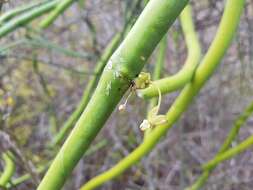 Image of Cynanchum floriferum Liede & Meve