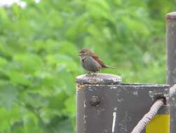 Image of Japanese Accentor