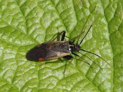 Adelphocoris seticornis (Fabricius 1775)的圖片