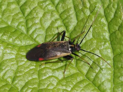 Image of Adelphocoris seticornis (Fabricius 1775)