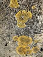 Imagem de Caloplaca decipiens (Arnold) Blomb. & Forssell