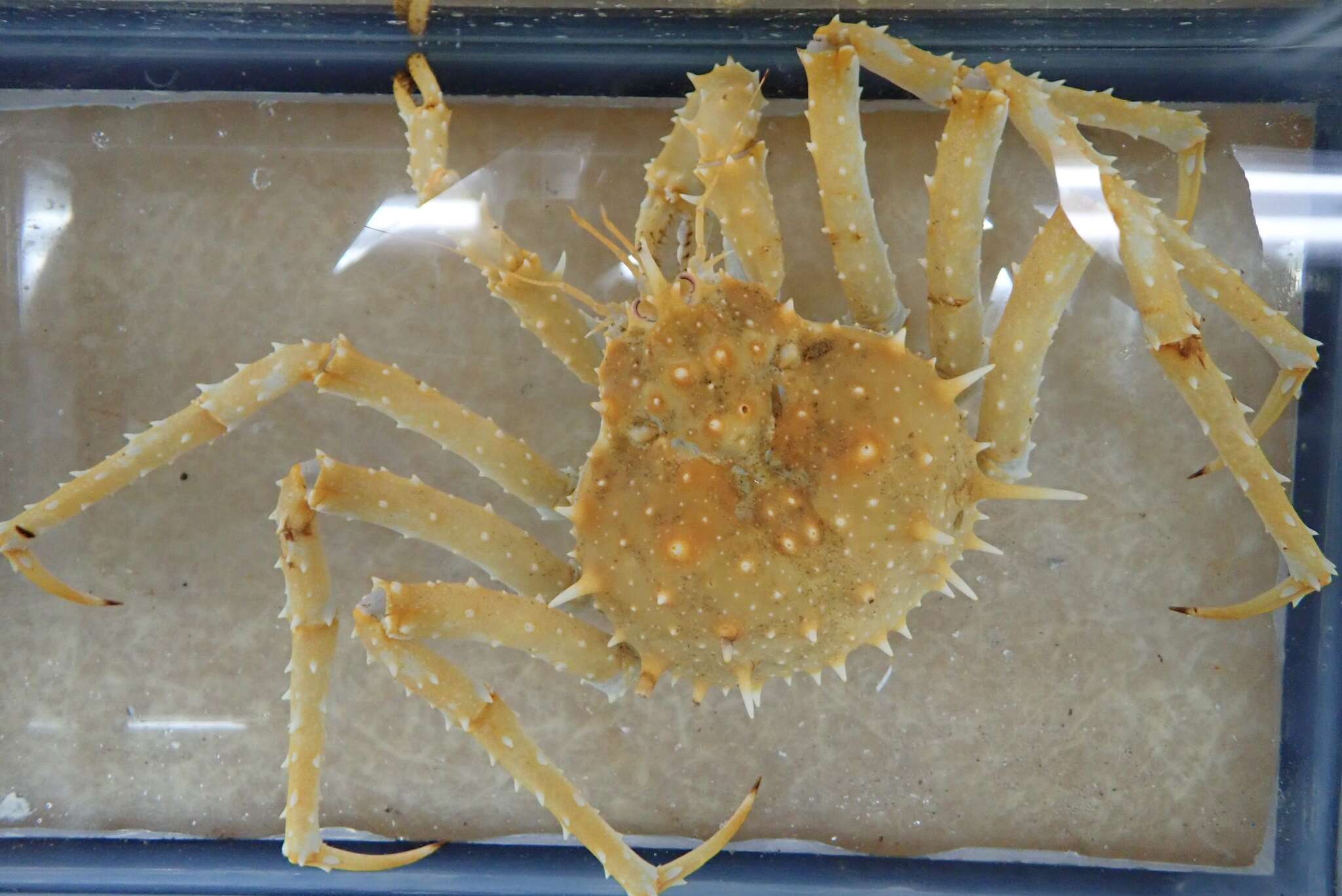 Image of California king crab
