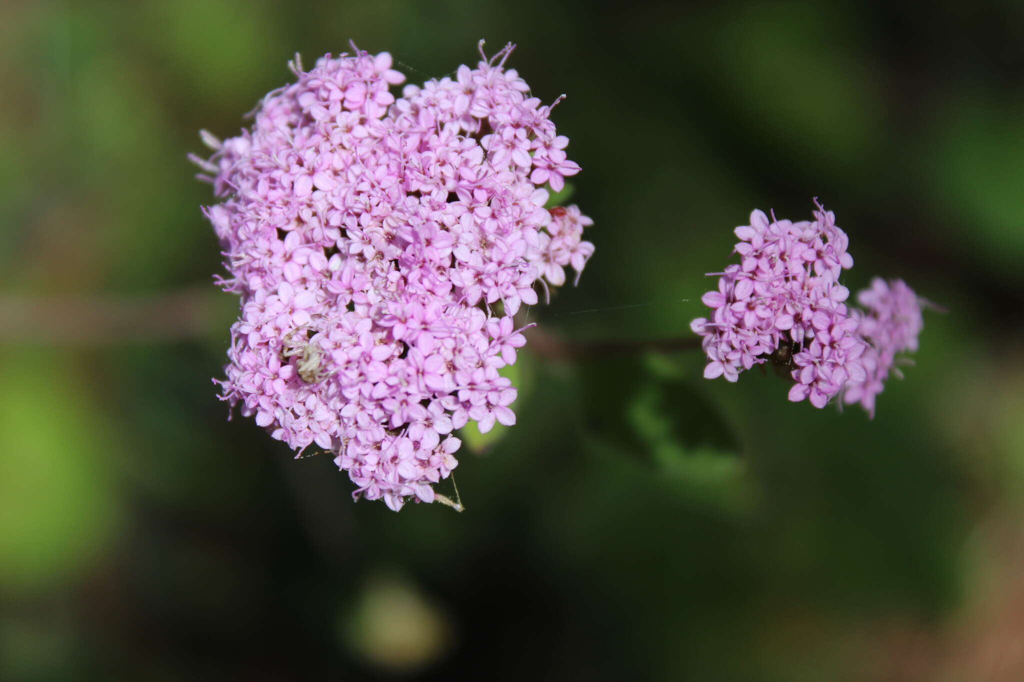 Image of Stevia jorullensis Kunth