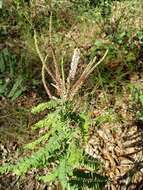 Image of Cluster-Spike Indigo-Bush