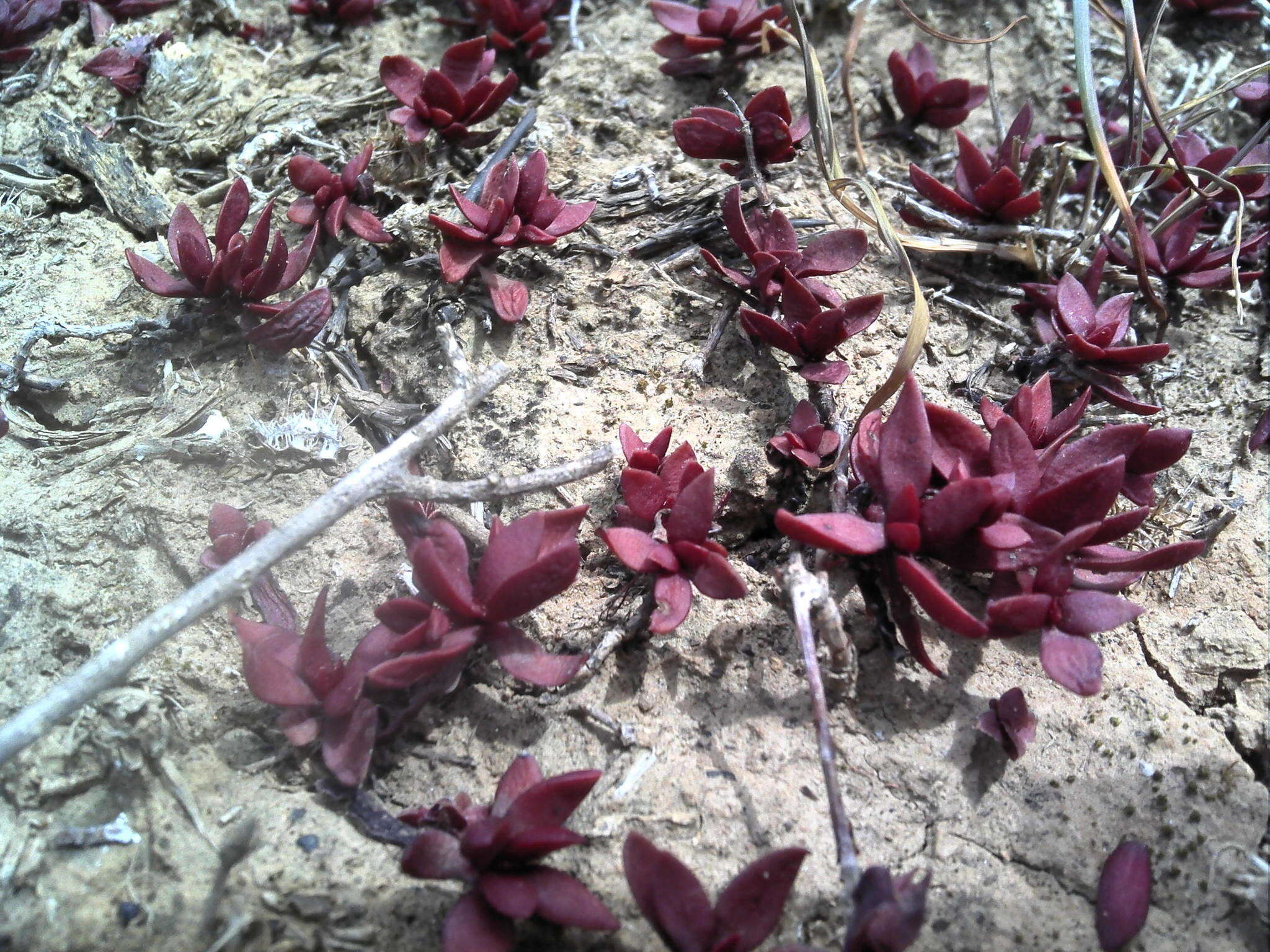 Image of Crassula pubescens subsp. radicans (Haw.) Tölken