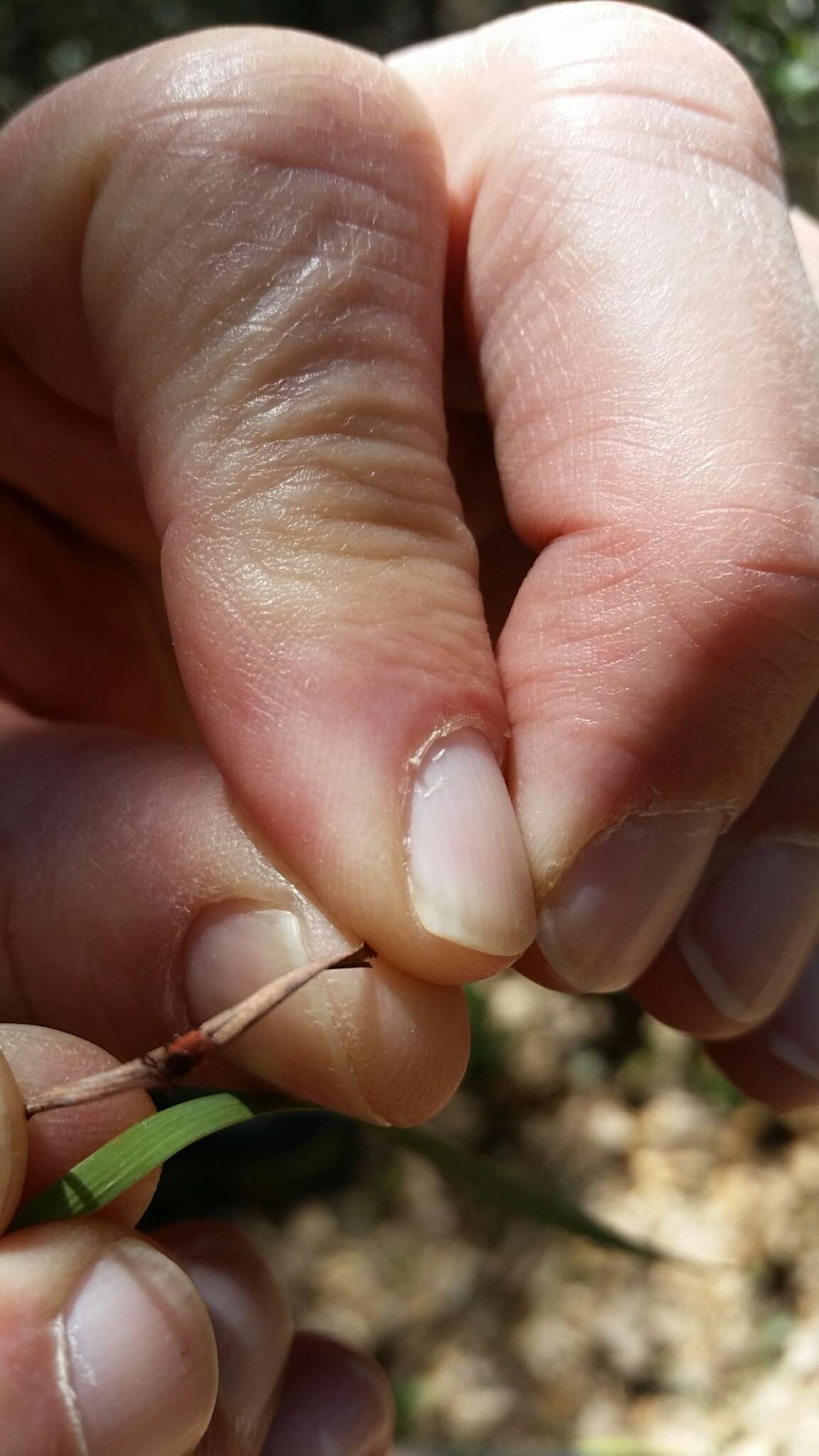 Image of Western Black-legged Tick