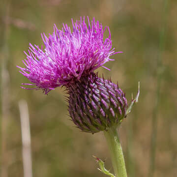 Imagem de Cirsium grahamii A. Gray