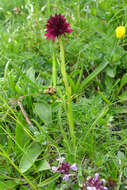 Image of Gymnadenia austriaca (Teppner & E. Klein) P. Delforge