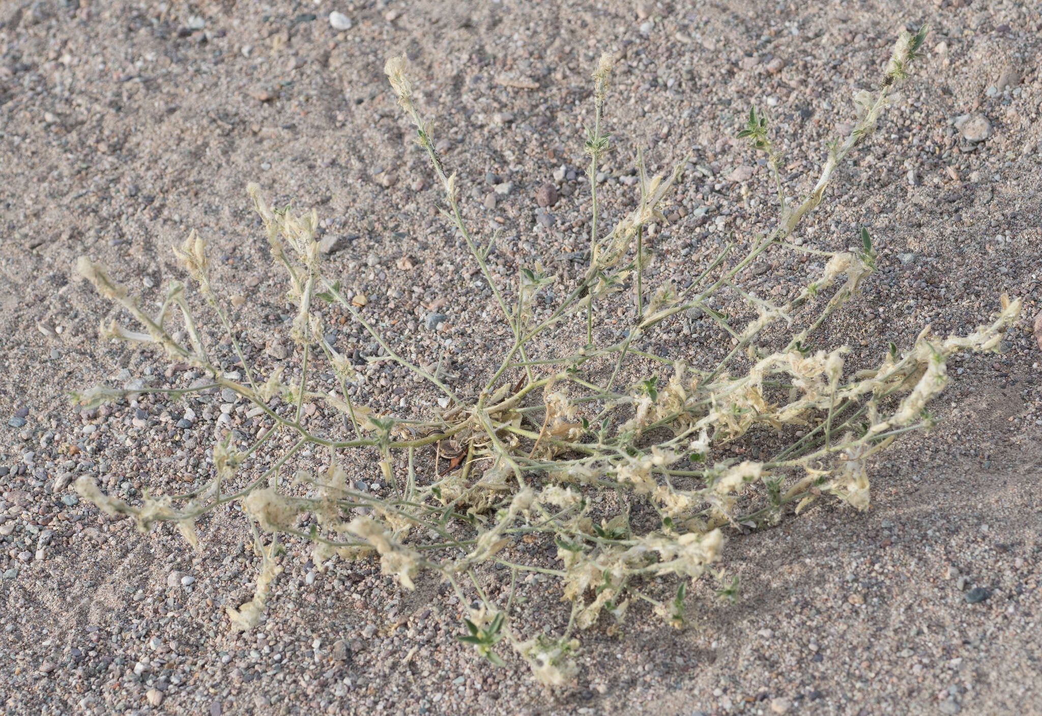 Image of California silverbush