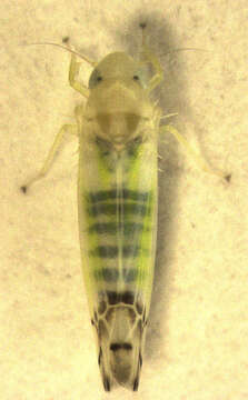 Image of Leafhopper