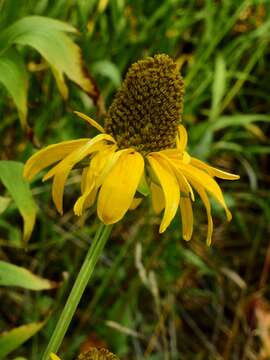 Image of cutleaf coneflower