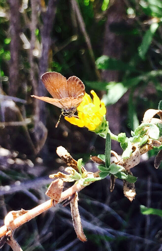 Image of Western pygmy blue