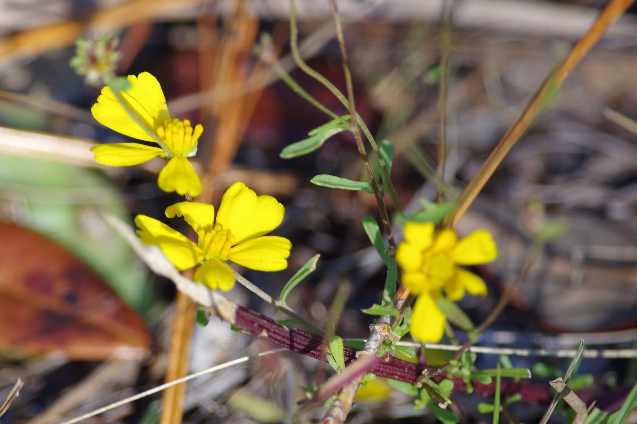 Image of coastal plain honeycombhead