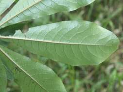 Imagem de Schefflera digitata J. R. Forst. & G. Forst.