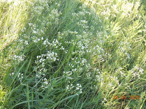 Imagem de Eremogone longifolia (M. Bieb.) Fenzl