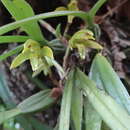 Image of Maxillaria scorpioidea Kraenzl.