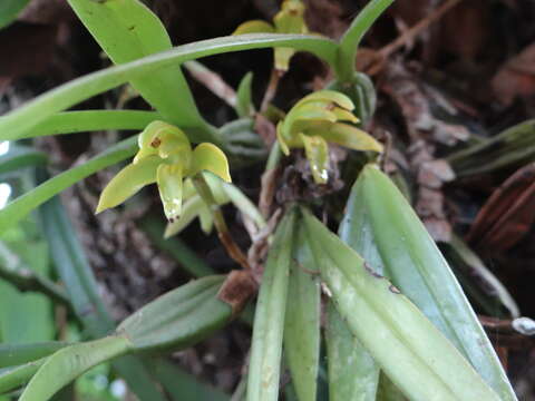 Image of Maxillaria scorpioidea Kraenzl.