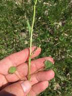 Image of falsegold groundsel