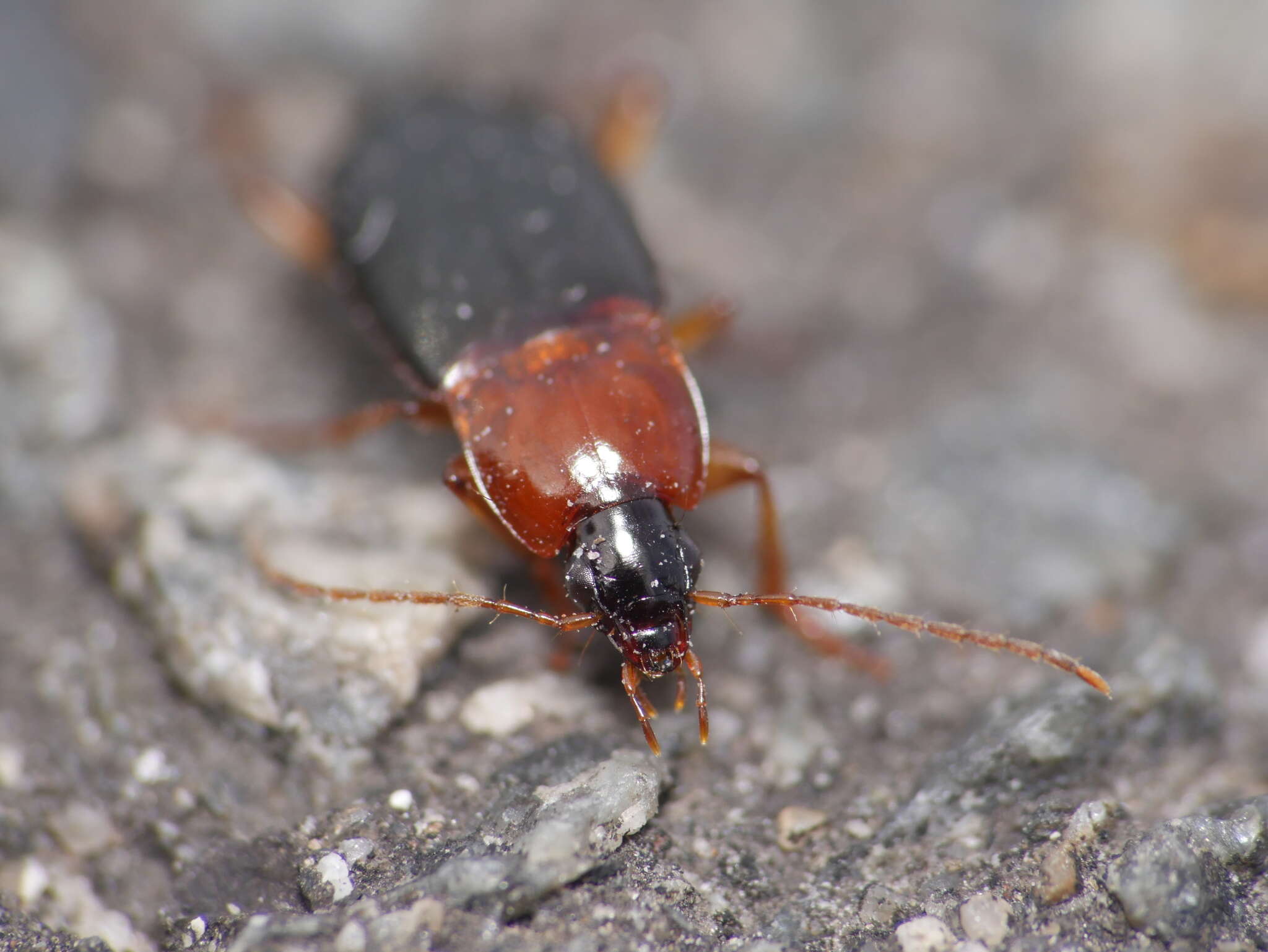 Image of Calathus (Neocalathus) melanocephalus (Linnaeus 1758)