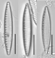 Слика од Nitzschia amphibia